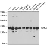 Western Blot - Anti-Proteasome 20S C2/HC2 Antibody (A14032) - Antibodies.com