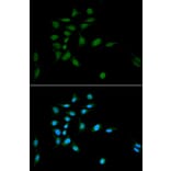 Immunofluorescence - Anti-Proteasome 20S C2/HC2 Antibody (A14032) - Antibodies.com