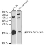 Western Blot - Anti-gamma Synuclein/SNCG Antibody (A14033) - Antibodies.com