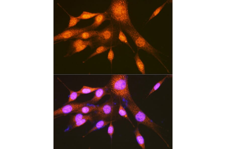 Immunofluorescence - Anti-PCBP2/hnRNP E2 Antibody (A14039) - Antibodies.com