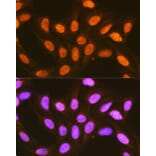 Immunofluorescence - Anti-PCBP2/hnRNP E2 Antibody (A14039) - Antibodies.com