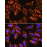 Immunofluorescence - Anti-RPS3 Antibody (A14040) - Antibodies.com