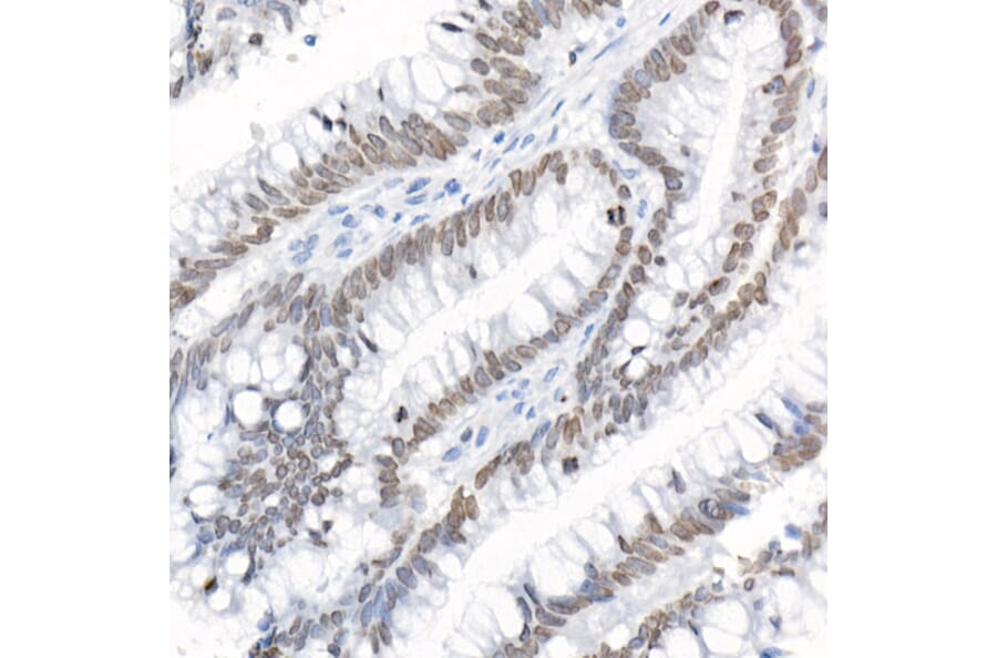 Immunohistochemistry - Anti-LAP2 Antibody (A14041) - Antibodies.com