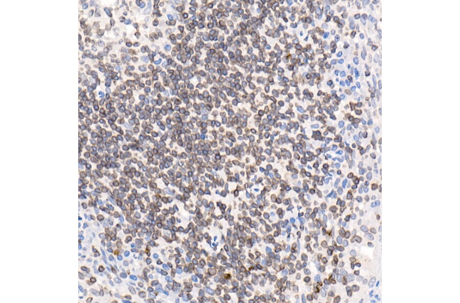 Immunohistochemistry - Anti-LAP2 Antibody (A14041) - Antibodies.com