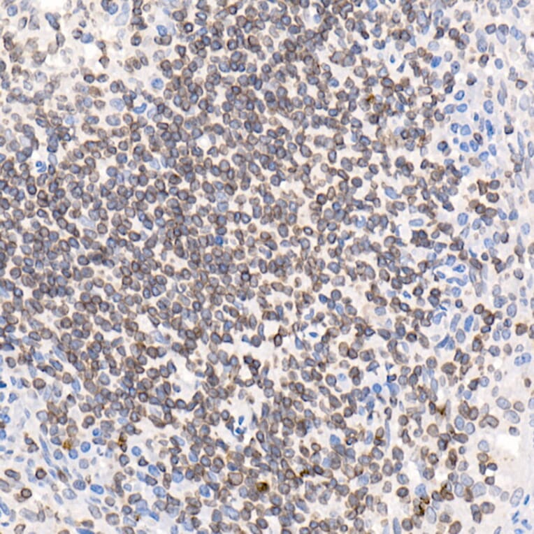 Immunohistochemistry - Anti-LAP2 Antibody (A14041) - Antibodies.com