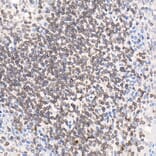 Immunohistochemistry - Anti-LAP2 Antibody (A14041) - Antibodies.com