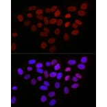 Immunofluorescence - Anti-LAP2 Antibody (A14041) - Antibodies.com