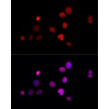 Immunofluorescence - Anti-LAP2 Antibody (A14041) - Antibodies.com