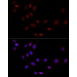 Immunofluorescence - Anti-LAP2 Antibody (A14041) - Antibodies.com