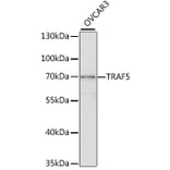 Western Blot - Anti-TRAF5 Antibody (A2536) - Antibodies.com