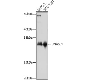 Western Blot - Anti-DNase I Antibody (A14043) - Antibodies.com