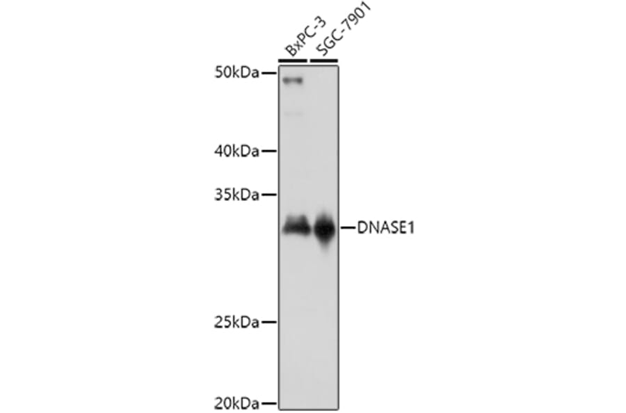 Western Blot - Anti-DNase I Antibody (A14043) - Antibodies.com