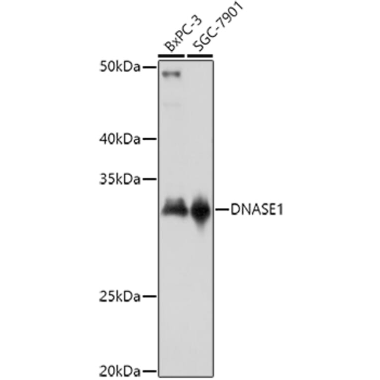 Western Blot - Anti-DNase I Antibody (A14043) - Antibodies.com