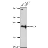 Western Blot - Anti-DNase I Antibody (A14043) - Antibodies.com