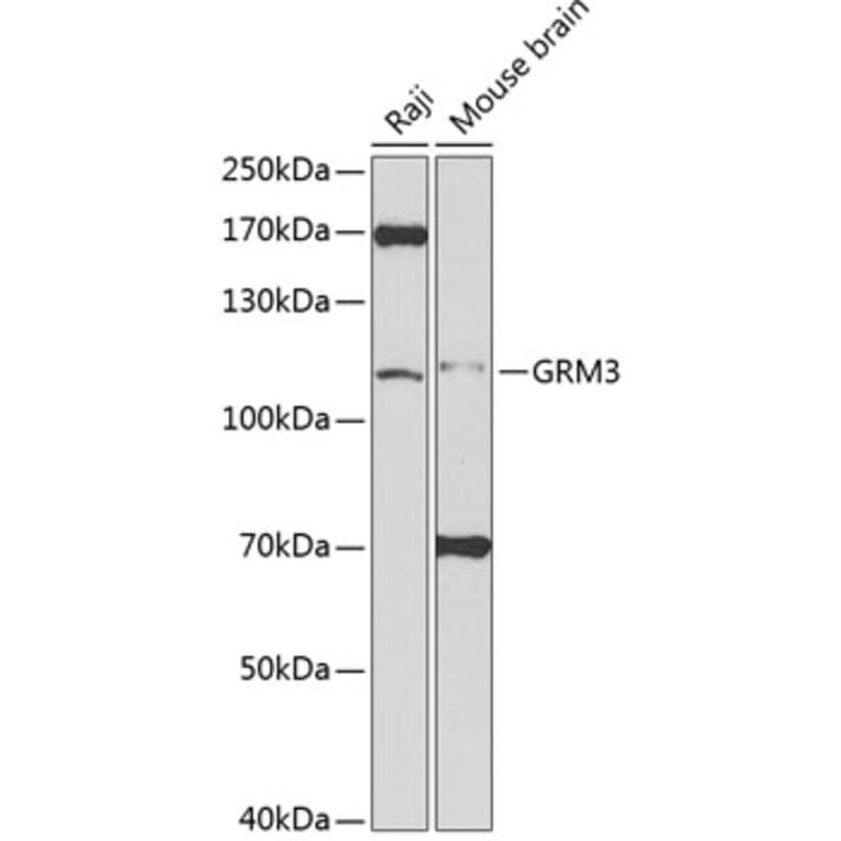 Western Blot - Anti-Metabotropic Glutamate Receptor 3/MGLUR3 Antibody (A14044) - Antibodies.com