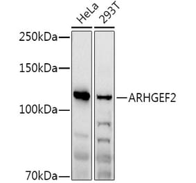 Western Blot - Anti-GEF-H1 Antibody (A14045) - Antibodies.com