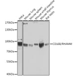 Western Blot - Anti-CD168 Antibody (A14046) - Antibodies.com