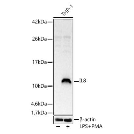 Western Blot - Anti-IL-8 Antibody (A14047) - Antibodies.com