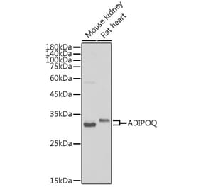 Western Blot - Anti-Adiponectin Antibody (A14049) - Antibodies.com