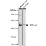 Western Blot - Anti-Cytochrome P450 3A4/CYP3A4 Antibody (A14050) - Antibodies.com