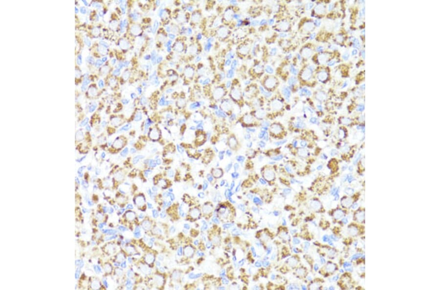 Immunohistochemistry - Anti-Cytochrome P450 3A4/CYP3A4 Antibody (A14050) - Antibodies.com