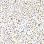 Immunohistochemistry - Anti-Cytochrome P450 3A4/CYP3A4 Antibody (A14050) - Antibodies.com