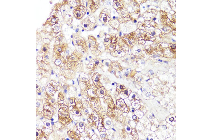 Immunohistochemistry - Anti-Cytochrome P450 3A4/CYP3A4 Antibody (A14050) - Antibodies.com