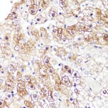 Immunohistochemistry - Anti-Cytochrome P450 3A4/CYP3A4 Antibody (A14050) - Antibodies.com
