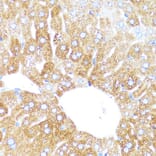 Immunohistochemistry - Anti-Cytochrome P450 3A4/CYP3A4 Antibody (A14050) - Antibodies.com