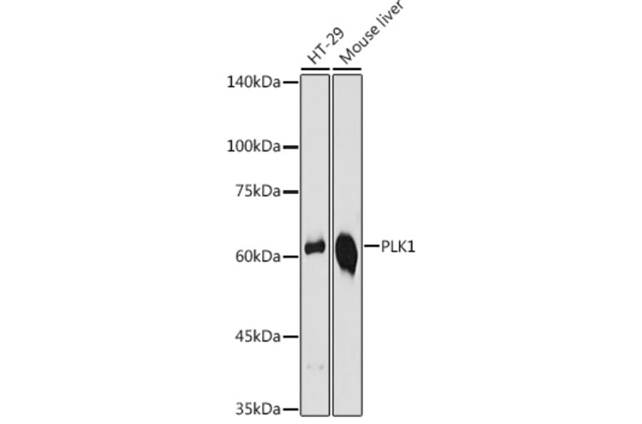Western Blot - Anti-PLK1 Antibody (A14053) - Antibodies.com