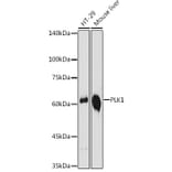 Western Blot - Anti-PLK1 Antibody (A14053) - Antibodies.com