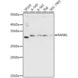 Western Blot - Anti-RANKL Antibody (A14055) - Antibodies.com