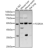 Western Blot - Anti-CD16 Antibody (A14056) - Antibodies.com