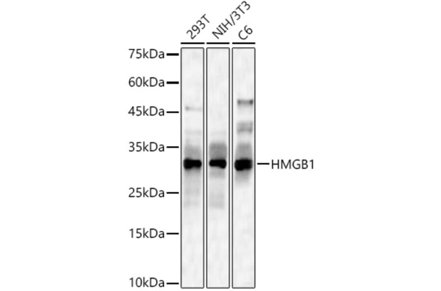 Western Blot - Anti-HMGB1 Antibody (A14057) - Antibodies.com