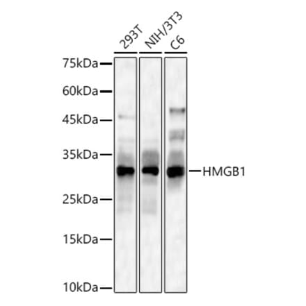 Western Blot - Anti-HMGB1 Antibody (A14057) - Antibodies.com