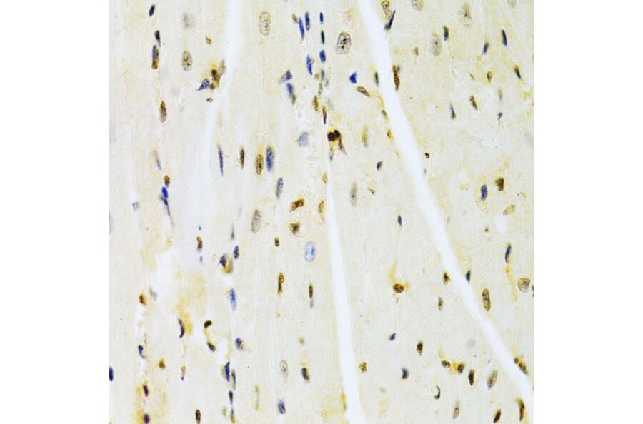 Immunohistochemistry - Anti-HMGB1 Antibody (A14057) - Antibodies.com