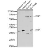 Western Blot - Anti-FLIP Antibody (A14059) - Antibodies.com