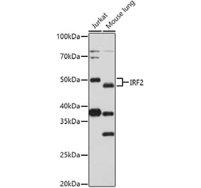 Western Blot - Anti-IRF2 Antibody (A14061) - Antibodies.com