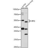 Western Blot - Anti-IRF2 Antibody (A14061) - Antibodies.com
