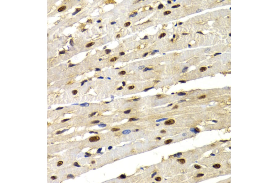 Immunohistochemistry - Anti-IRF2 Antibody (A14061) - Antibodies.com