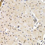 Immunohistochemistry - Anti-IRF2 Antibody (A14061) - Antibodies.com