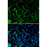 Immunofluorescence - Anti-IRF2 Antibody (A14061) - Antibodies.com