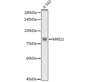 Western Blot - Anti-Mre11 Antibody (A14062) - Antibodies.com