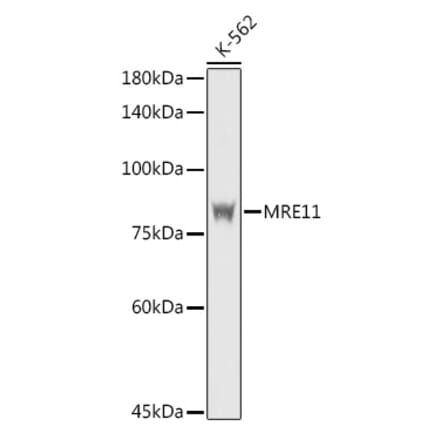 Western Blot - Anti-Mre11 Antibody (A14062) - Antibodies.com