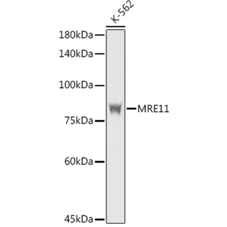 Western Blot - Anti-Mre11 Antibody (A14062) - Antibodies.com