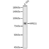 Western Blot - Anti-Mre11 Antibody (A14062) - Antibodies.com