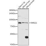 Western Blot - Anti-Mre11 Antibody (A14062) - Antibodies.com