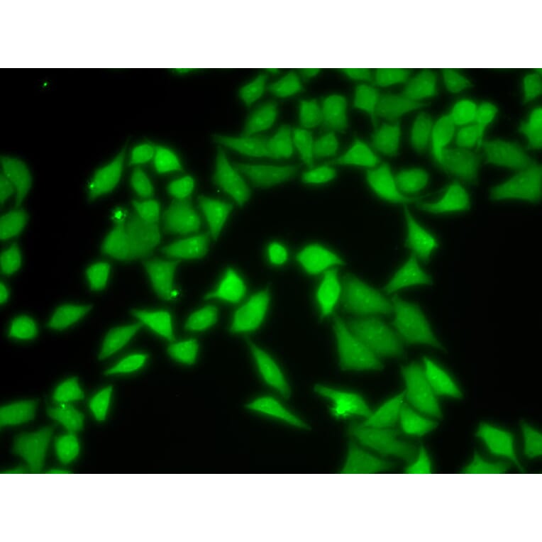 Immunofluorescence - Anti-RACK1 Antibody (A14063) - Antibodies.com