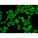 Immunofluorescence - Anti-RACK1 Antibody (A14063) - Antibodies.com