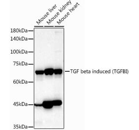 Western Blot - Anti-TGFBI Antibody (A14064) - Antibodies.com